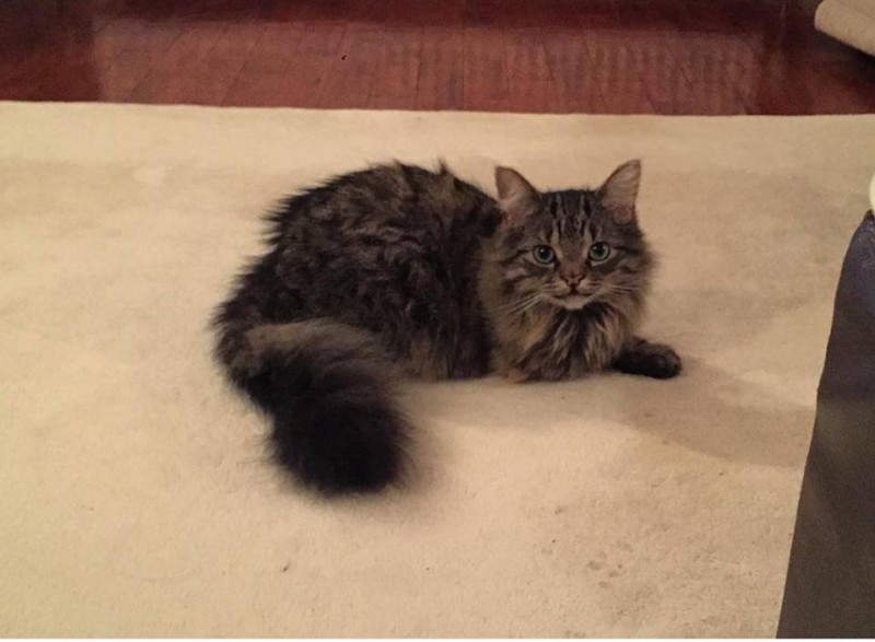 Other image for UPDATE: Three legged Bruce has come home